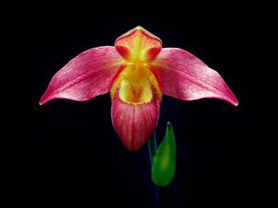 Lady slipper orchid