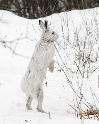 Snowshoe Hare