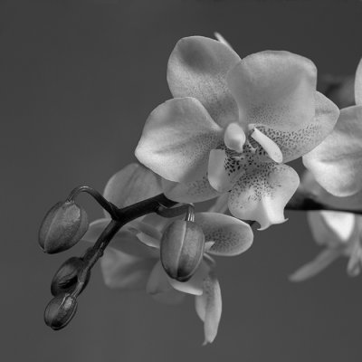 Phalaenopsis Orchids