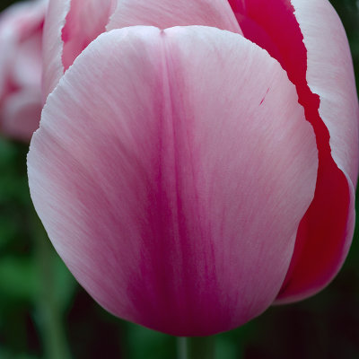 Tulip Detail