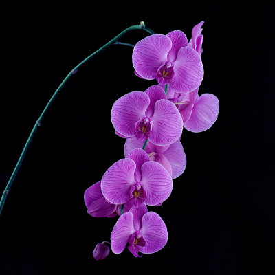 Orchid Waterall