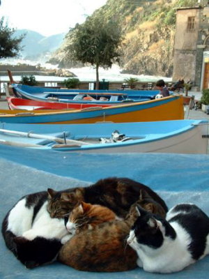 Whats a cat to do? Vernazza, Cinque Terre