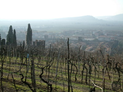 Soave from Castello d'Soave