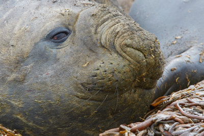Greetings by an Elephant Seal
