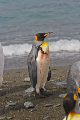 a badly injured King Penguin...