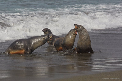 and some seals playing at the beach