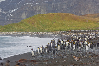 and a full beach of Kings