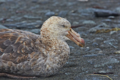 a giant Petrel waiting for food