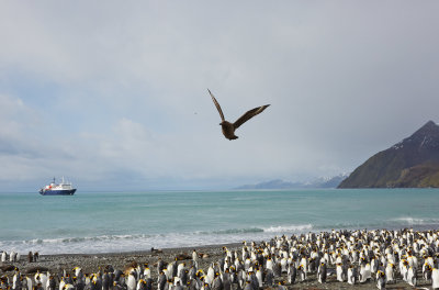 and the Petrels waiting for food too...