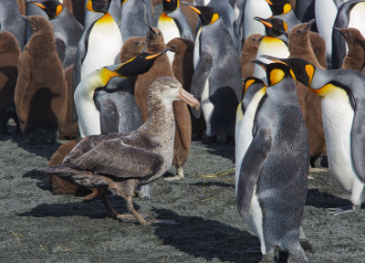Giant Petrel vs. King Penguings