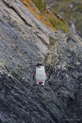 Macaroni Penguins, which are hard to spot