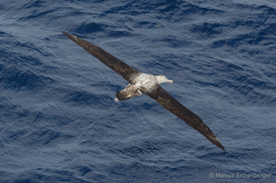 and an Albatross following us
