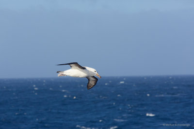 and some other seabirds
