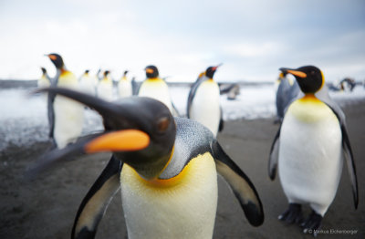and some King Penguins attacking my camera!