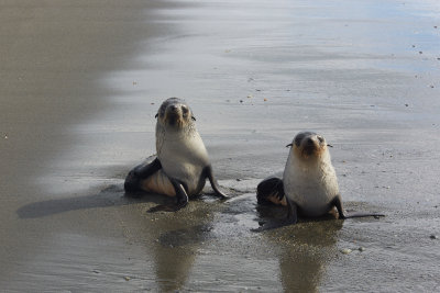 and young seals playing around
