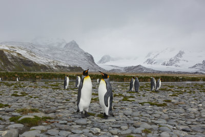 King Penguins just everywhere