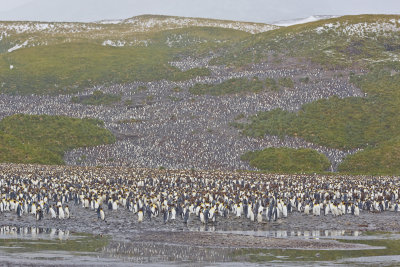 wanna count King Penguins ? :D