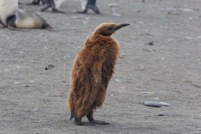 A chick wandering around