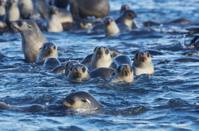 with big seal colonies