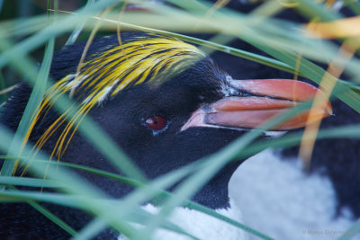but we got rewarded by seeing some Macaroni Penguins