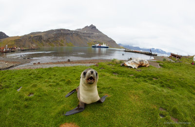 a famous British Antarctic Explorer