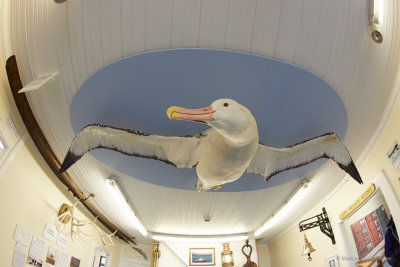 with an impressive Albatross on the ceiling
