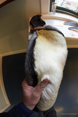 touching the fur of a King Penguin