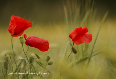 Poppies In Ripening Barley