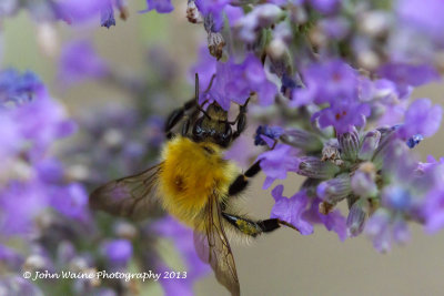 Bee on Lavender