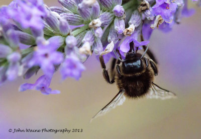 Bee on Lavender 3
