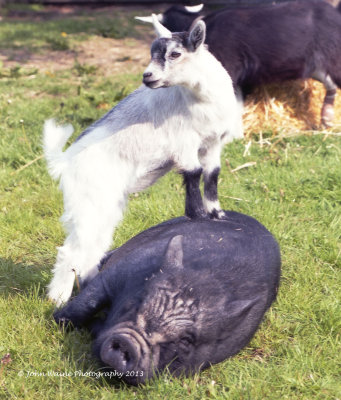 Pygmy Goat and Pot-bellied Pig 1995