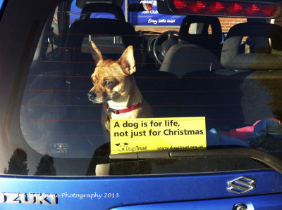 Every Little Dog Helps For Christmas