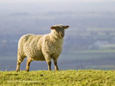 Ewe On The Hill