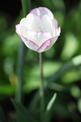 IMG_1824 copy.jpg