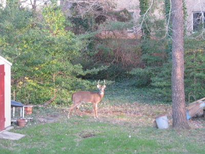 DadsBackyardLastYear.jpg