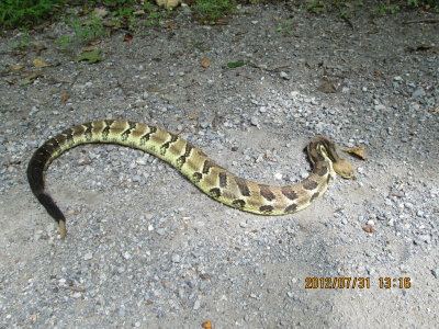 TimberRattlesnake.jpg