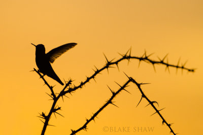 Anna's Hummingbird Silhouette