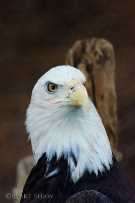 Bald Eagle (captive)