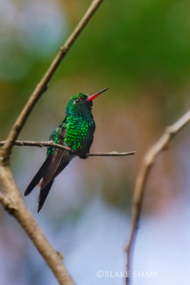 Canivet's Emerald Hummingbird