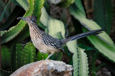 Greater Roadrunner