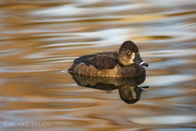 Ring-necked Duck, female