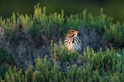 Savannah Sparrow