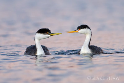 Western and Clark's Grebes