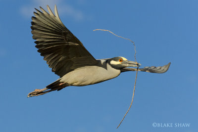 Yellow-crowned Night-Heron