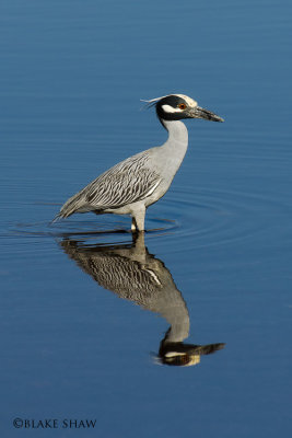 Yellow-crowned Night-Heron