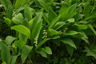 Lilly of the Valley 0942.jpg