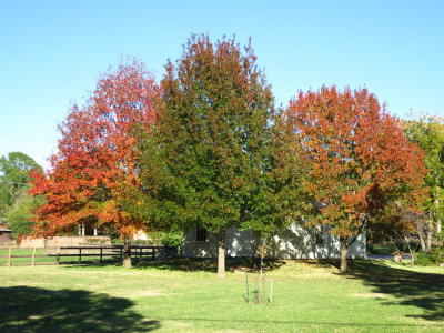 Left is Chinkapin Oak,  Center and Right are Shumard Red Oaks