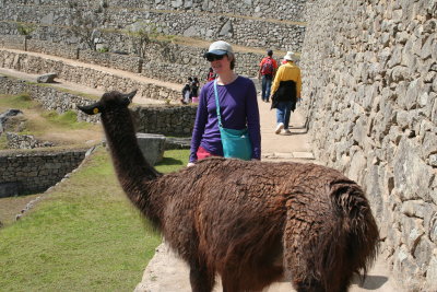 Llama