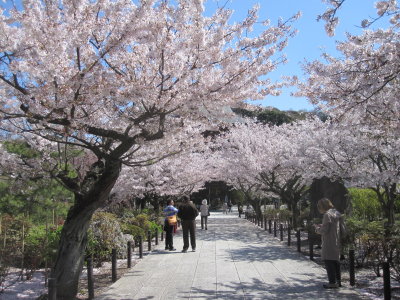 Tokyo Sakura Festival