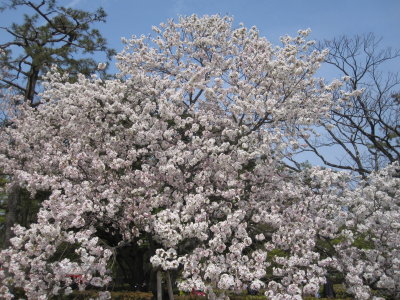Kyoto Imperial Palace